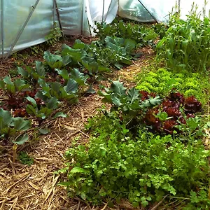 Arambha Ecovillage Farmstay Camping Tabua (Madeira)